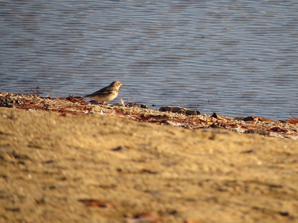 Snow Bunting - Iain MacLeod