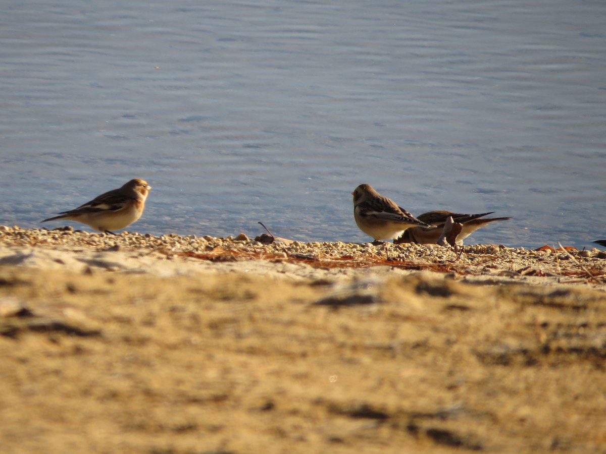 Snow Bunting - ML611406066