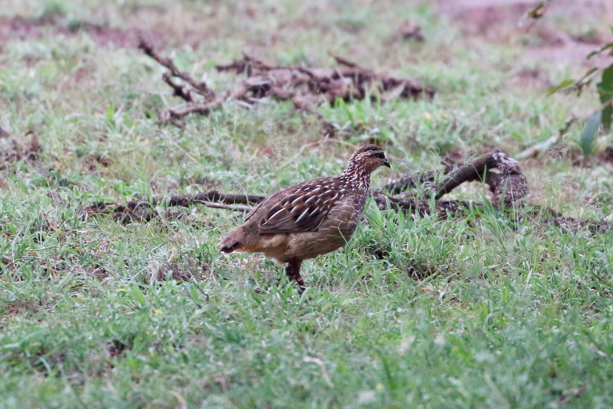 Crested Francolin - ML611406117