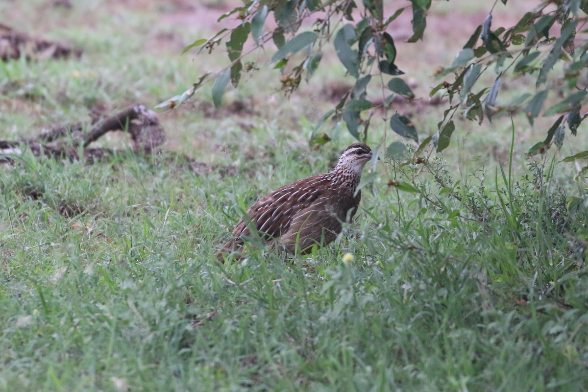 Crested Francolin - ML611406118