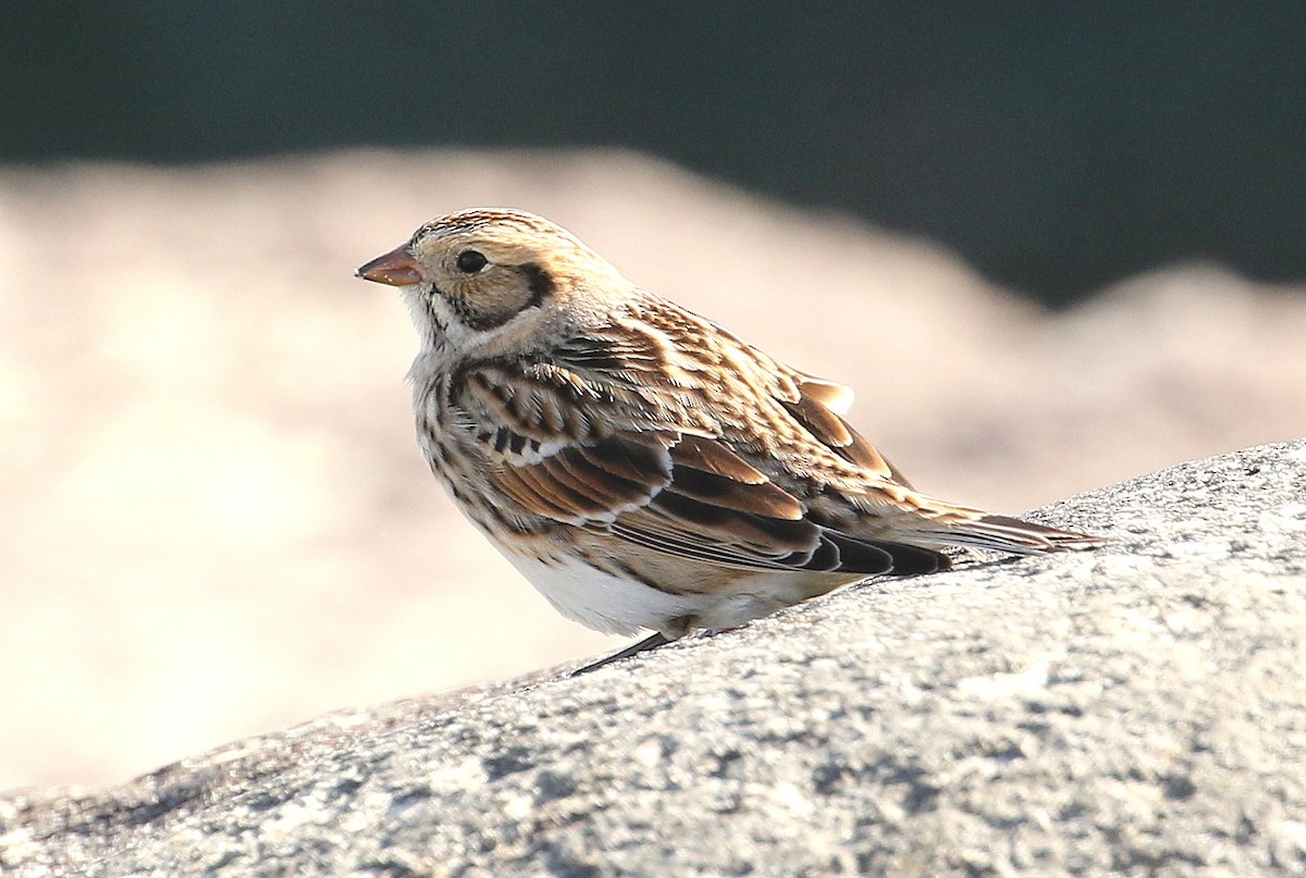 Lapland Longspur - ML611406147