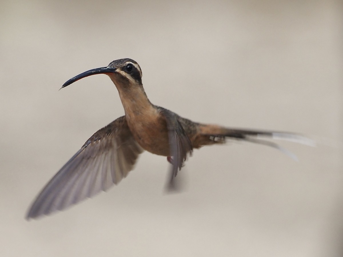 Planalto Hermit - Suzette Stitely