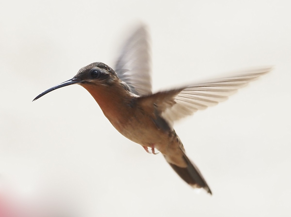 Hook-billed Hermit - ML611406172