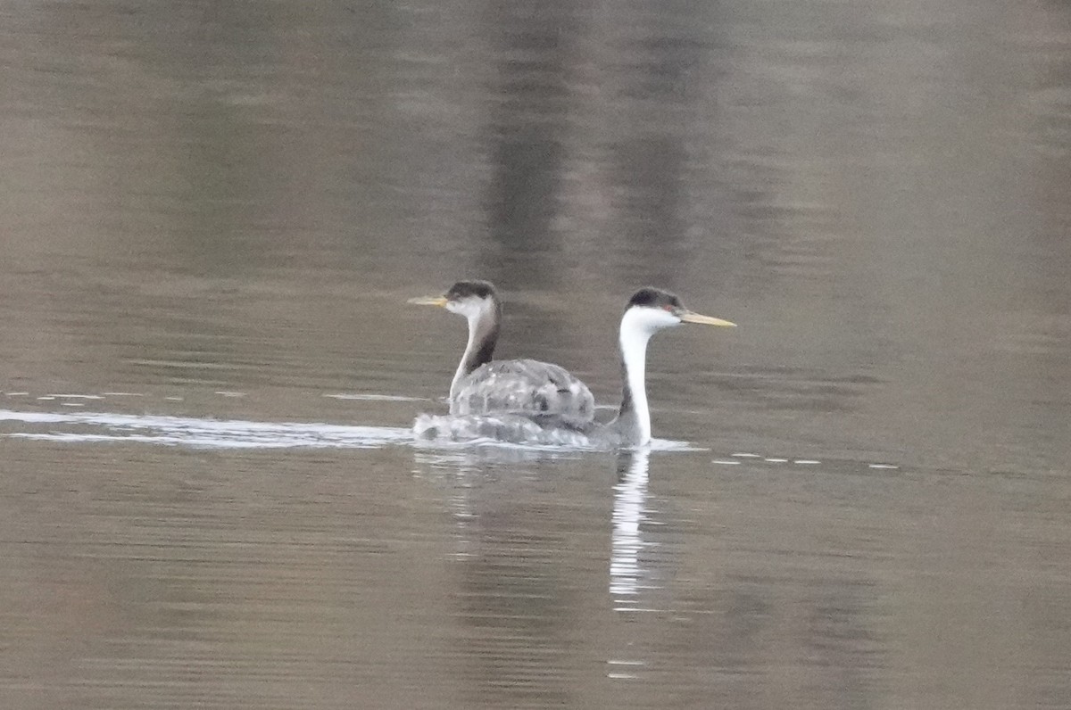 Red-necked Grebe - ML611406181