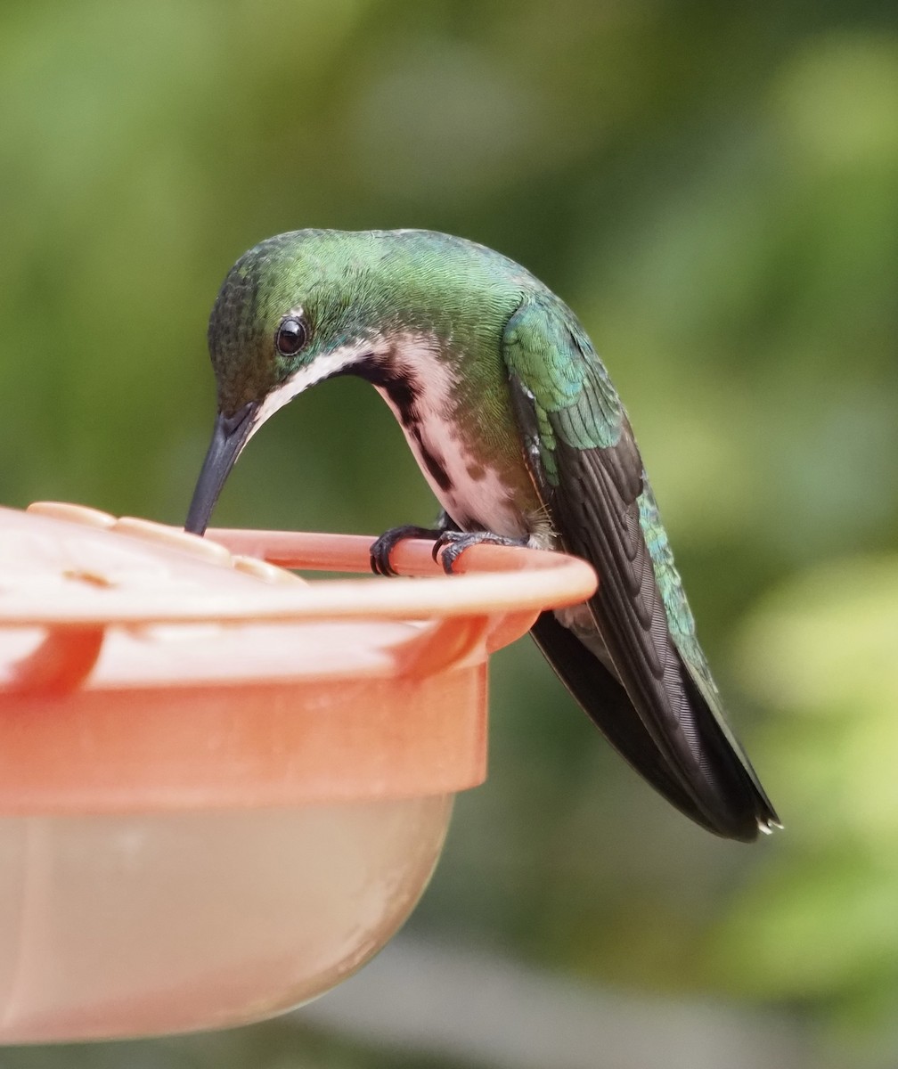 kolibřík tropický - ML611406182