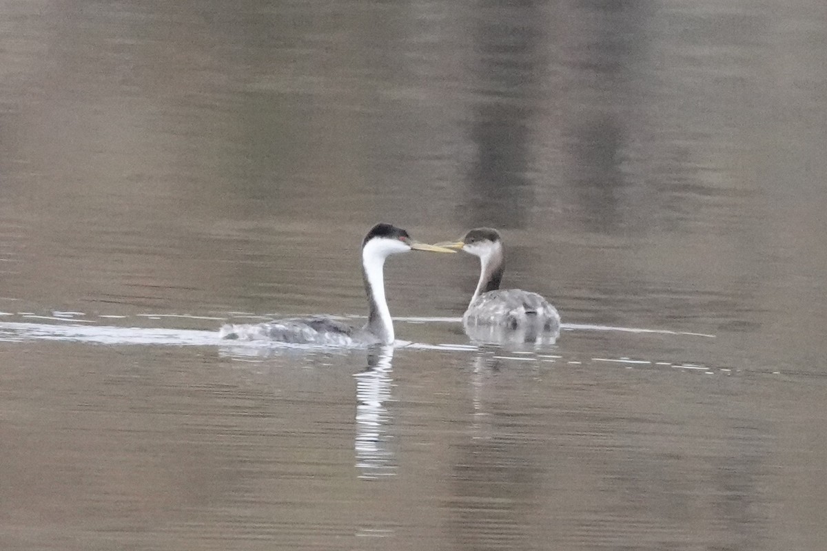 Western Grebe - ML611406192