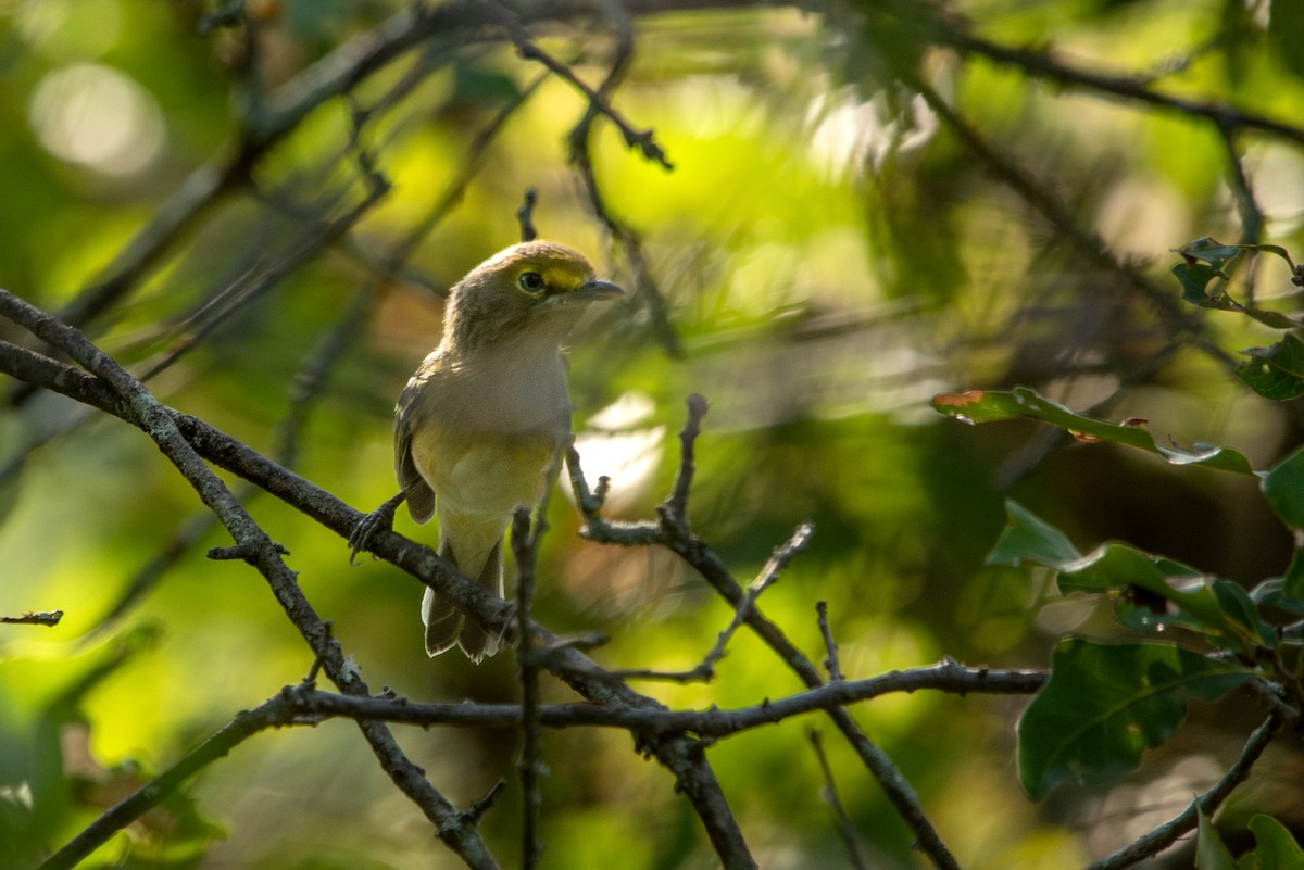 White-eyed Vireo - ML611406265