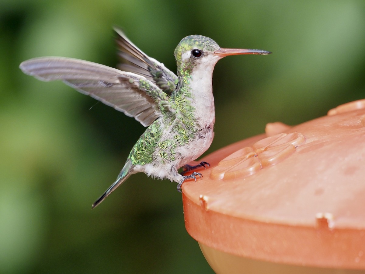 Glittering-bellied Emerald - ML611406322