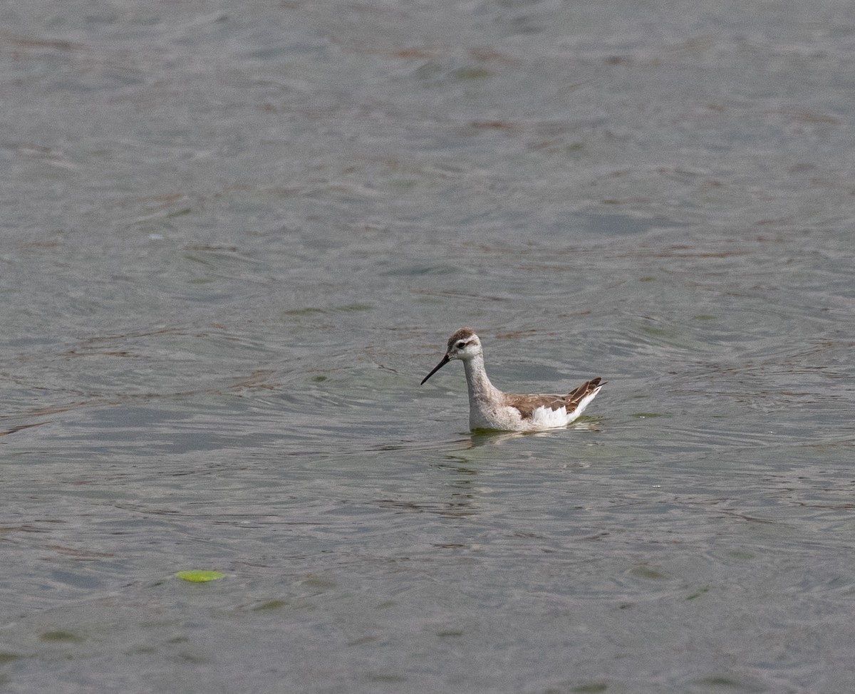 Wilson's Phalarope - Ron Hoff Dollyann Myers