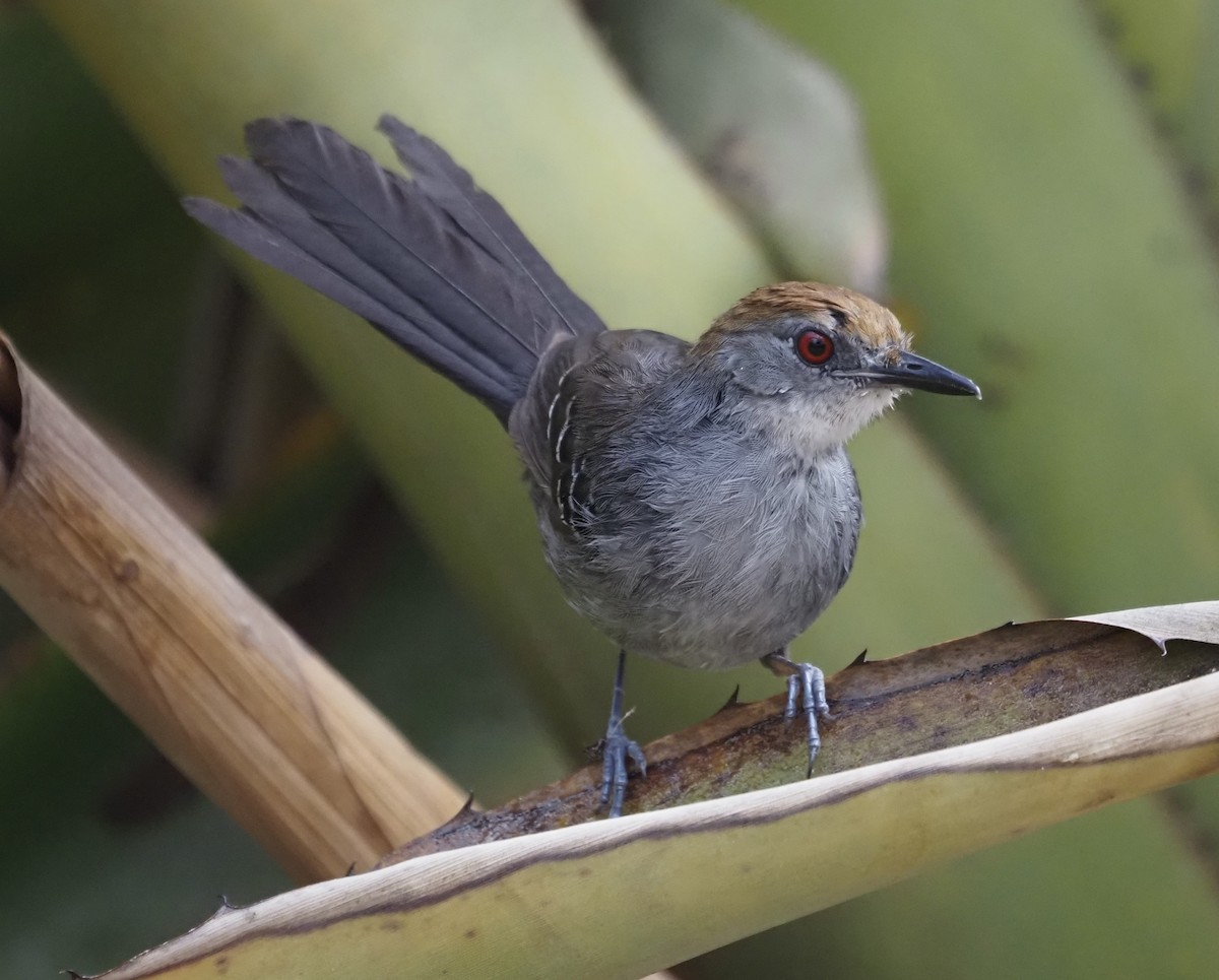 Slender Antbird - ML611406403