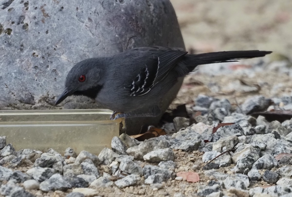 Slender Antbird - ML611406411