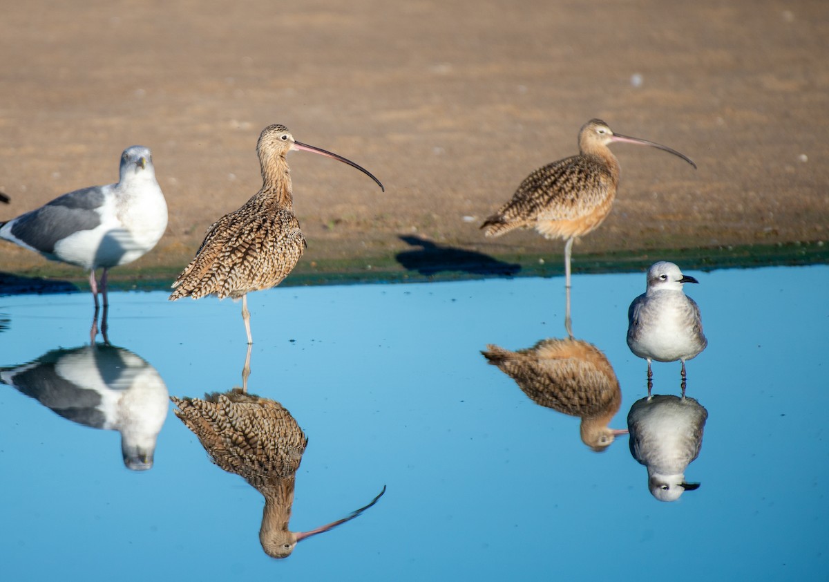 Long-billed Curlew - ML611406413