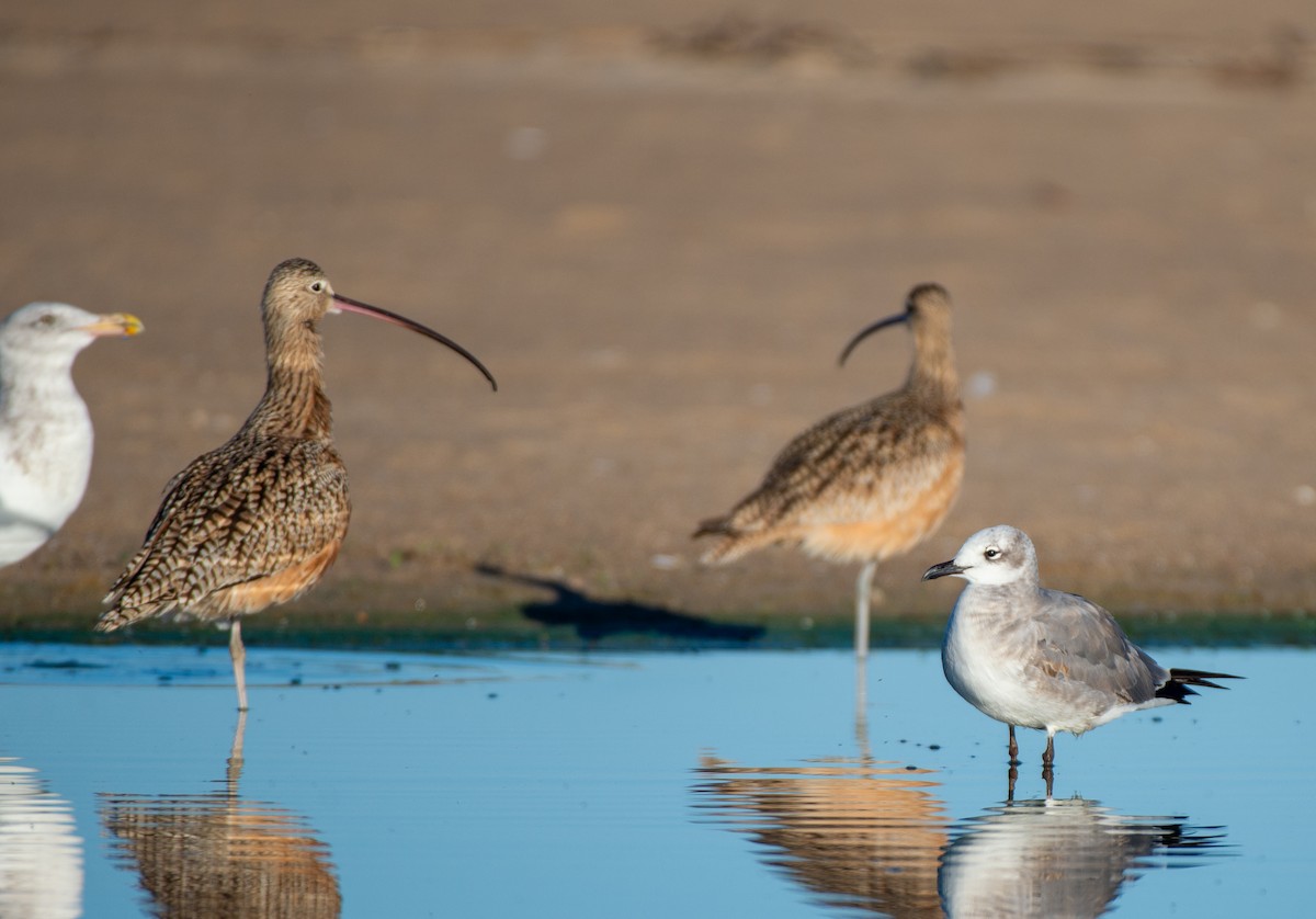 Long-billed Curlew - ML611406416