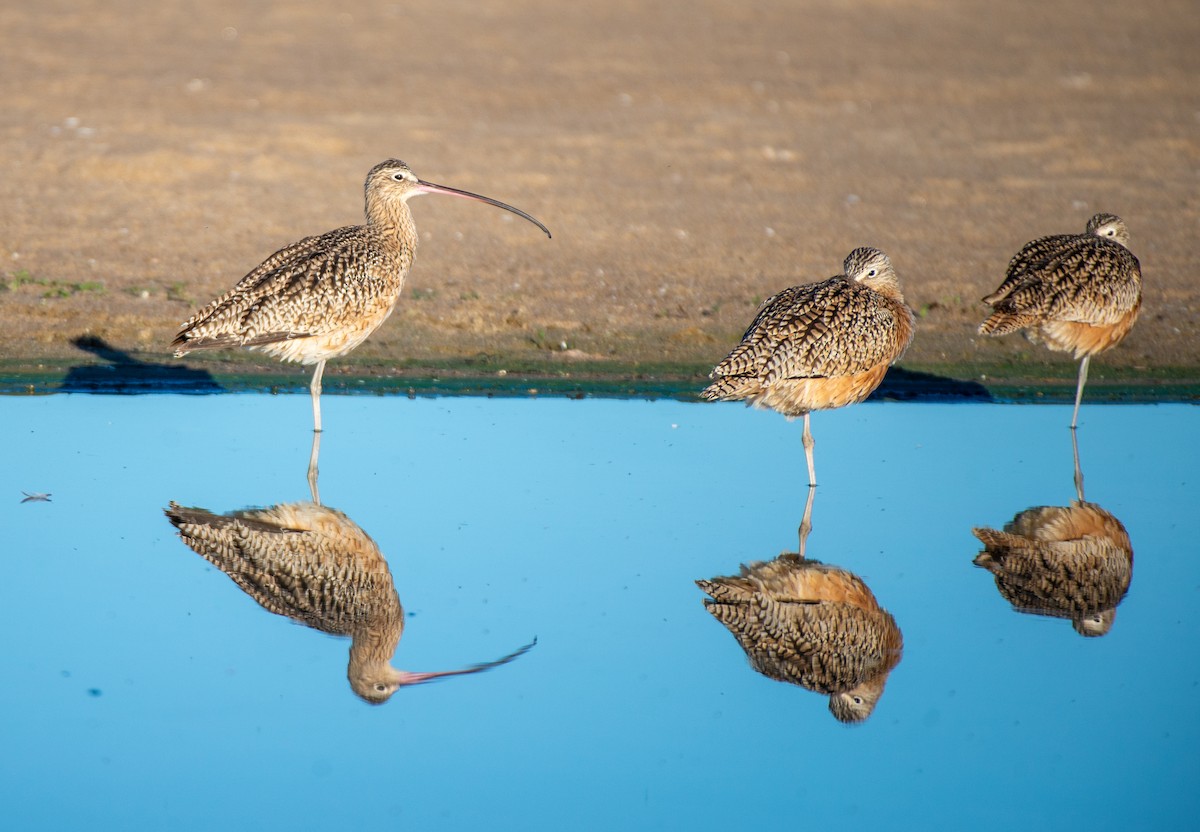 Long-billed Curlew - ML611406417