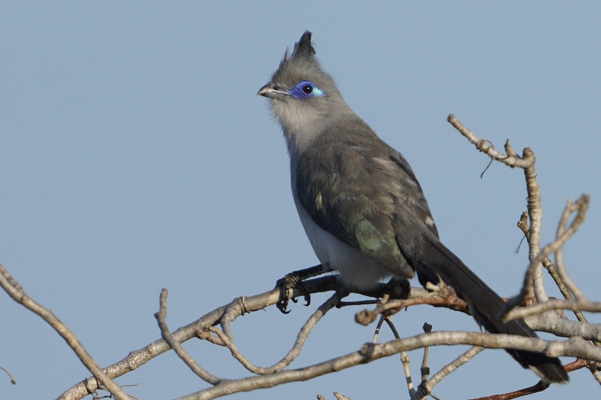 Cúa de Verreaux - ML611406425