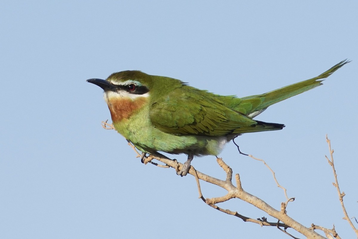 Madagascar Bee-eater - ML611406438