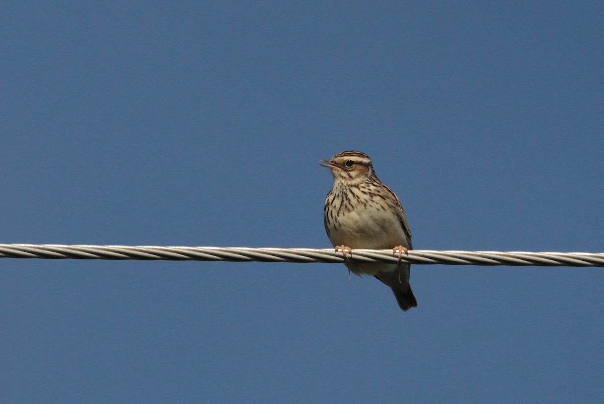 Wood Lark - ML611406451