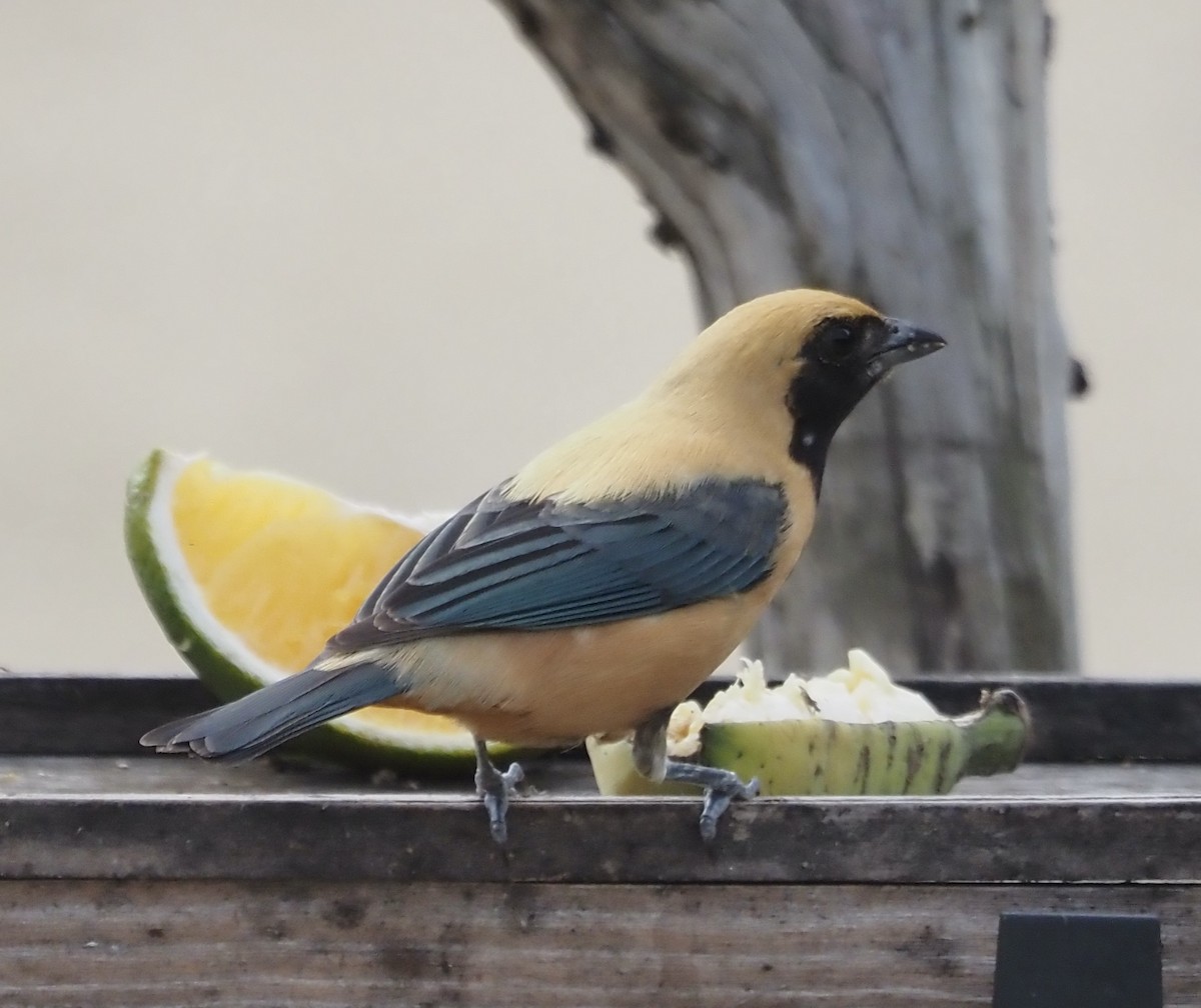 Burnished-buff Tanager - ML611406474