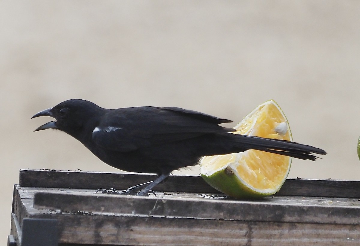 White-lined Tanager - ML611406514