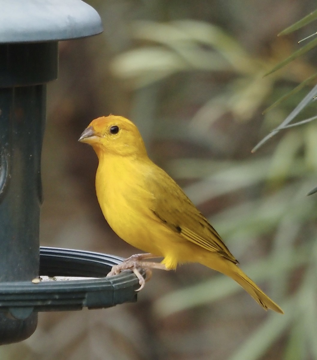 Saffron Finch - ML611406527