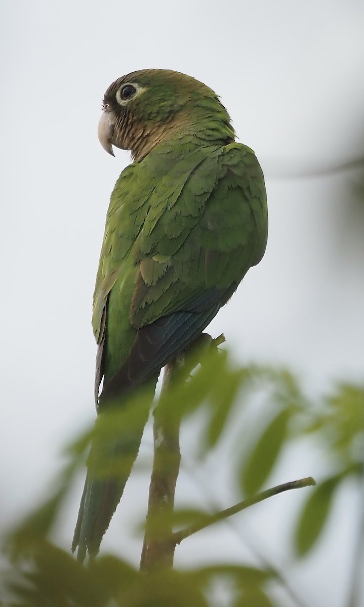 Conure des cactus - ML611406547