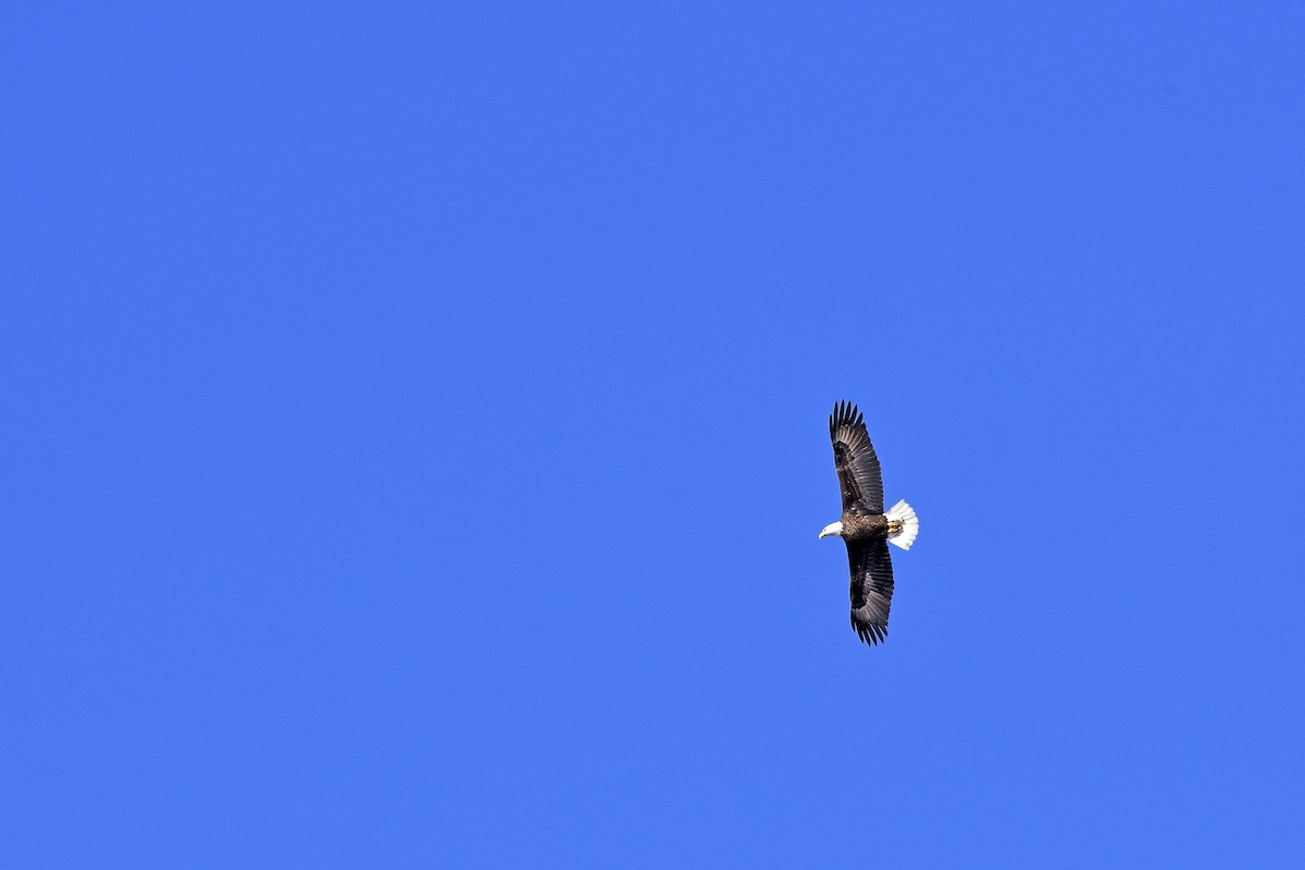 Белоголовый орлан - ML611406597