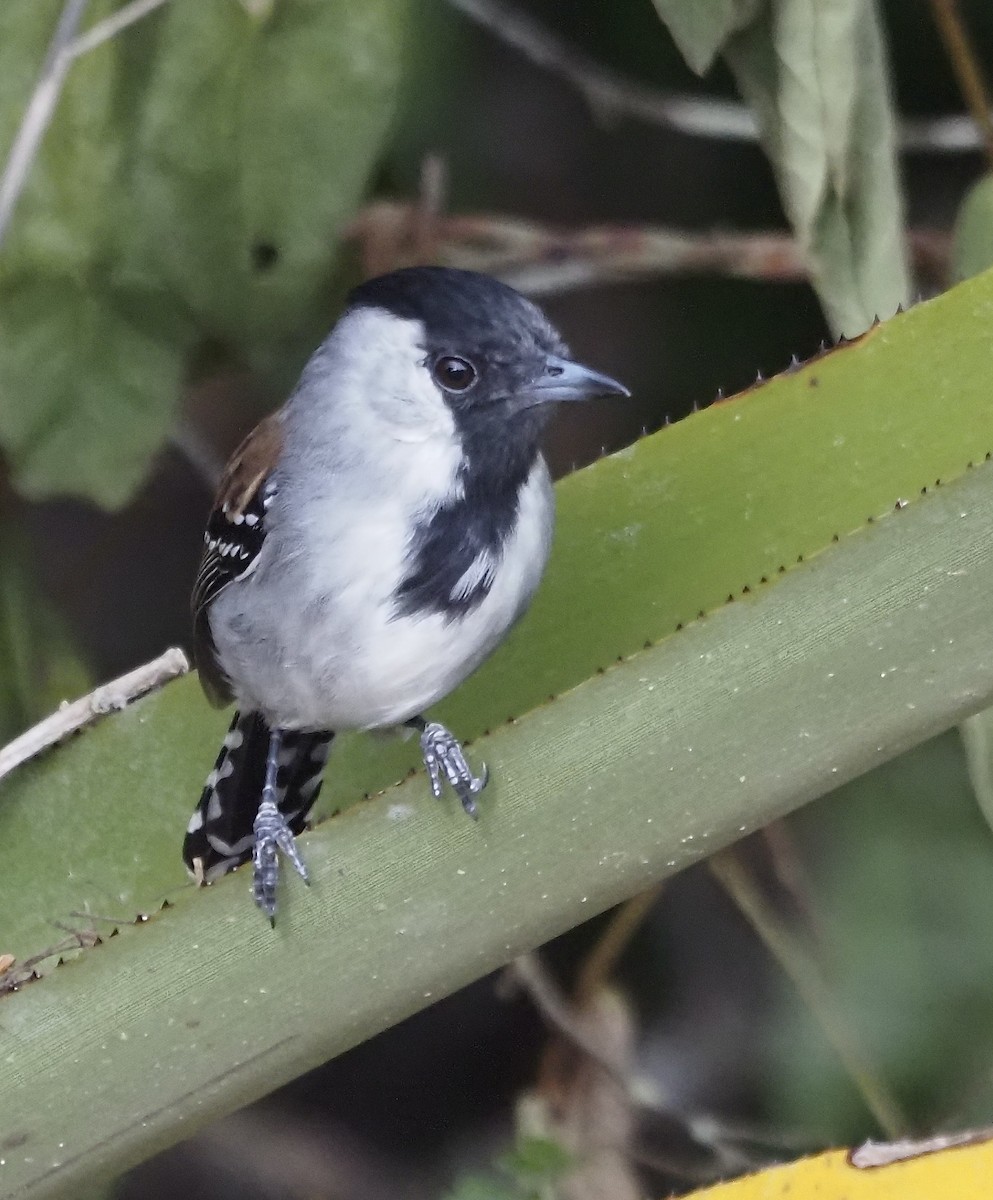 Silvery-cheeked Antshrike - ML611406639