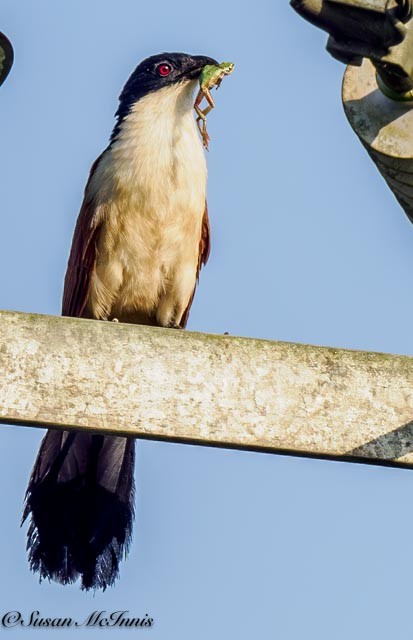 Coucal du Sénégal - ML611406699