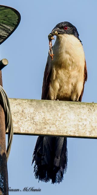 Senegal Coucal - ML611406706