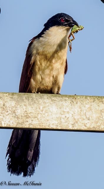 Coucal du Sénégal - ML611406718