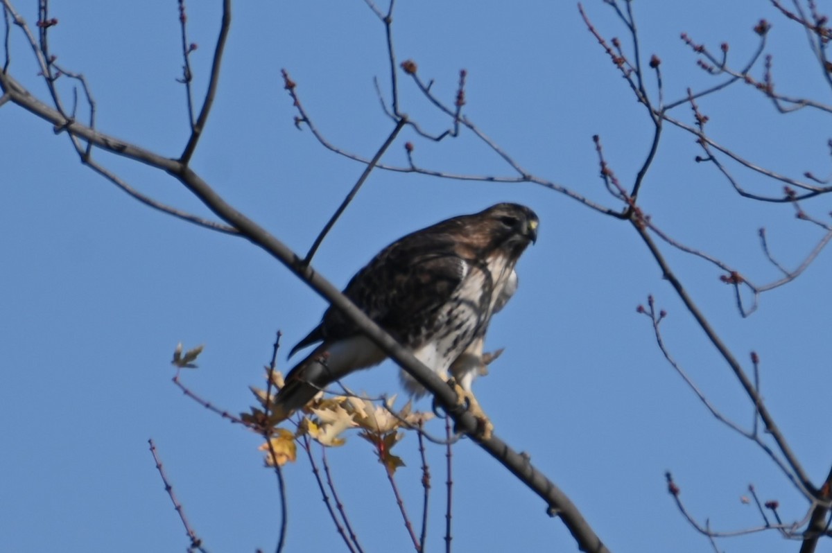 Red-tailed Hawk - ML611406971