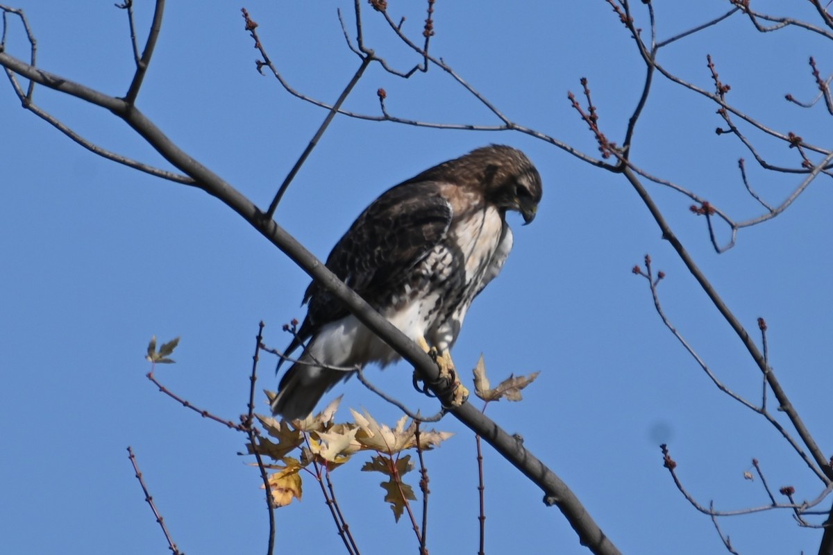 Red-tailed Hawk - ML611406972