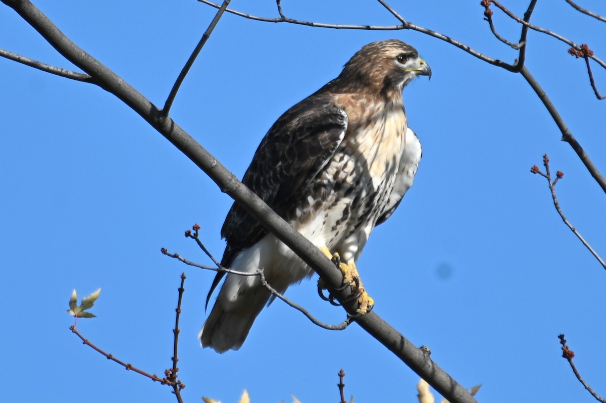 Red-tailed Hawk - ML611406973