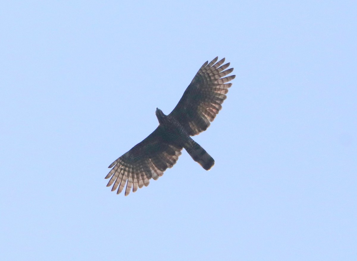 Sulawesi Honey-buzzard - ML611406979