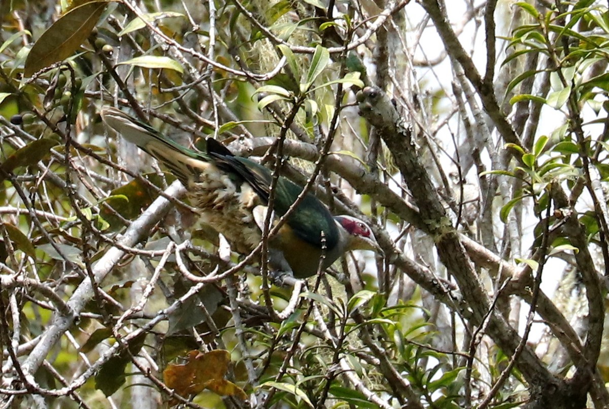 ハイボウシヒメアオバト（fischeri／centralis） - ML611407105