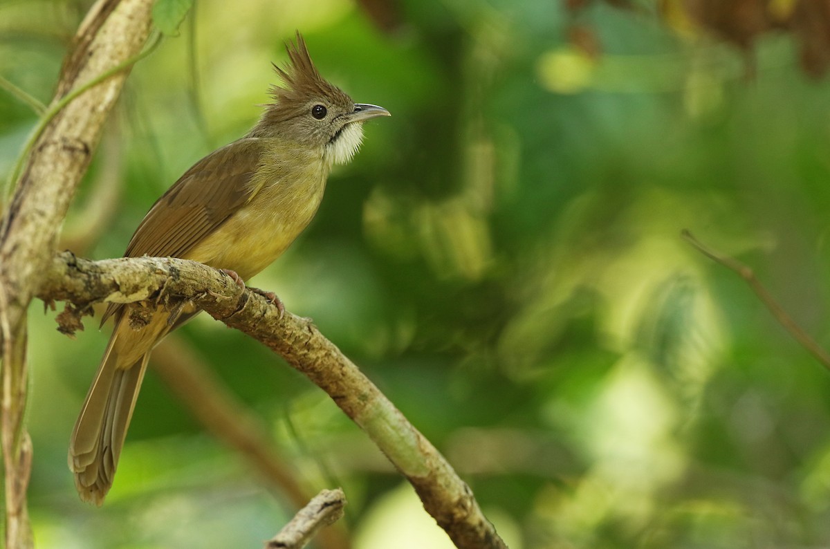 Puff-throated Bulbul - ML61140711