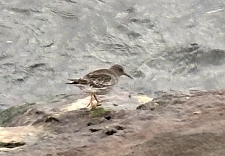 Piovanello violetto - ML611407209