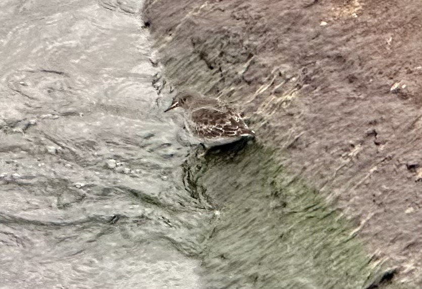 Purple Sandpiper - ML611407210