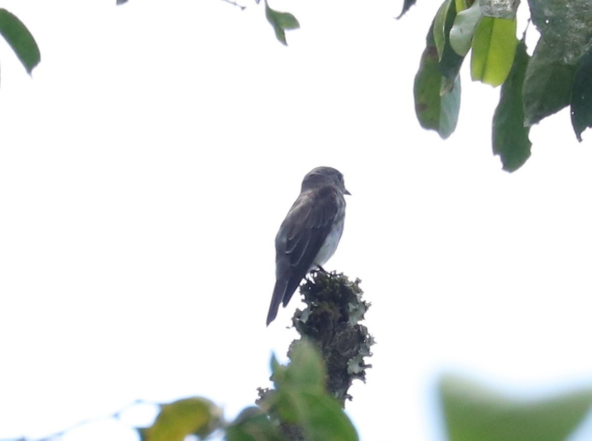 Sulawesi Brown Flycatcher - ML611407213