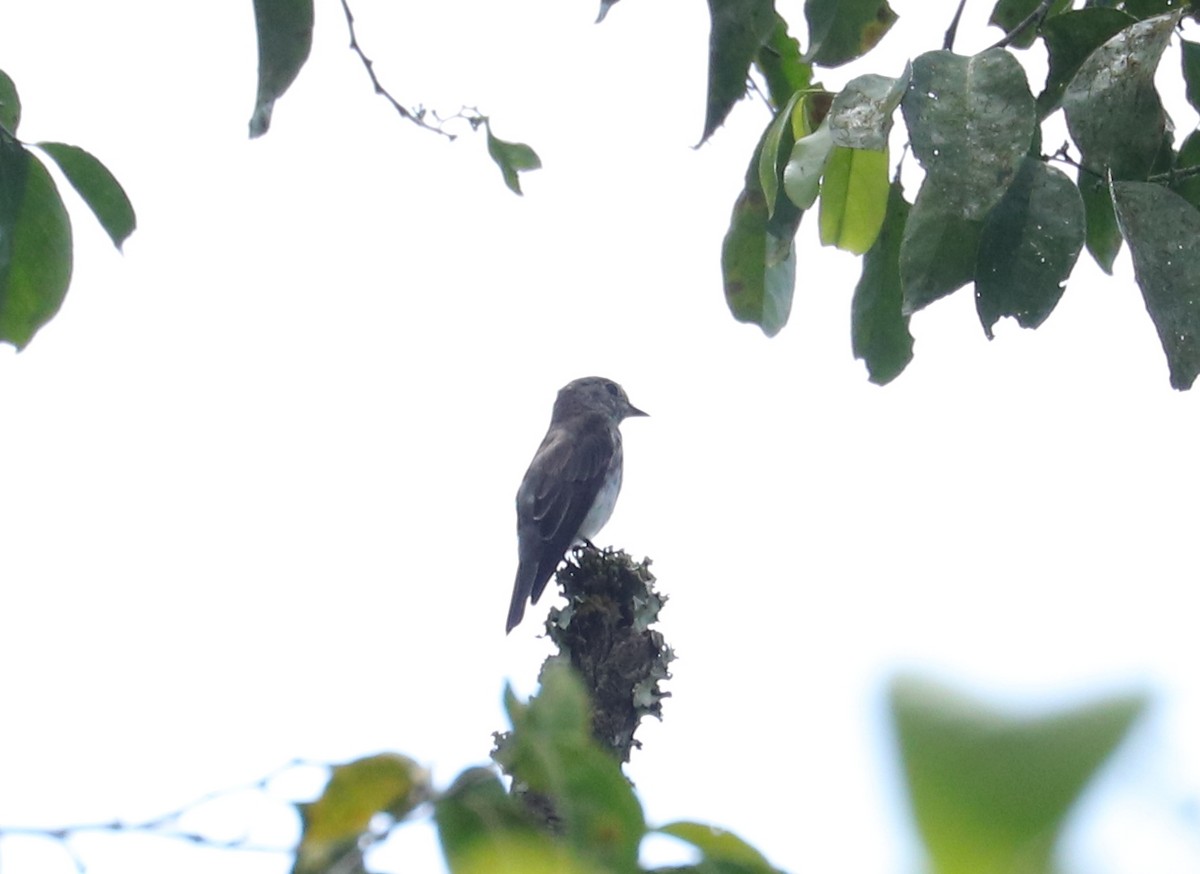 Sulawesi Brown Flycatcher - ML611407235