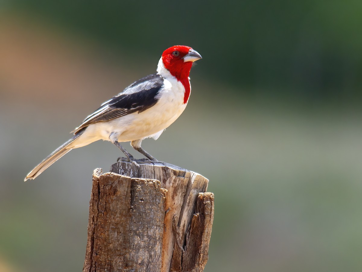 Red-cowled Cardinal - ML611407241