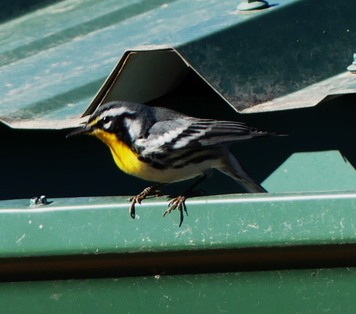 Yellow-throated Warbler (dominica/stoddardi) - Brandon K. Percival