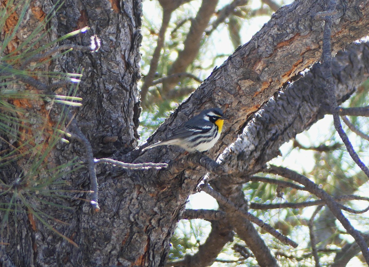 Yellow-throated Warbler (dominica/stoddardi) - Brandon K Percival