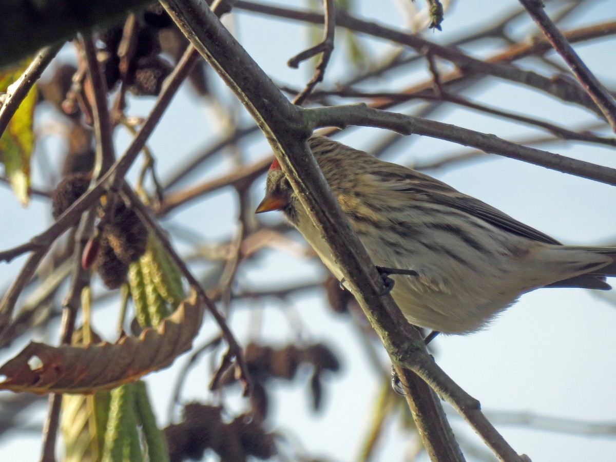 Redpoll (Common) - ML611407269