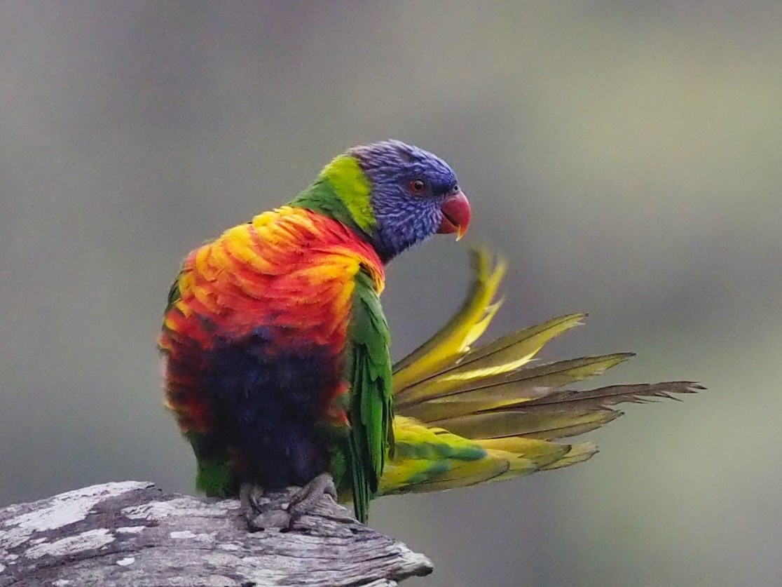 Rainbow Lorikeet - ML611407316