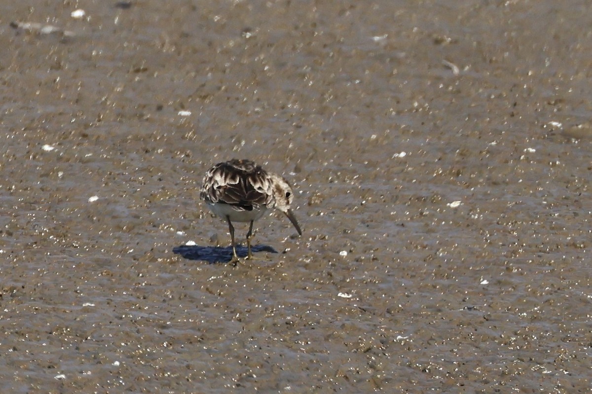 Least Sandpiper - ML611407401