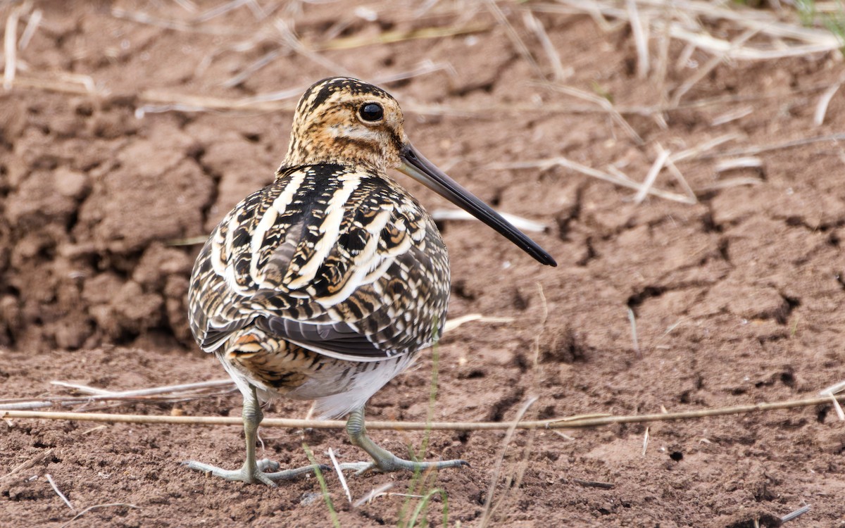 Wilson's Snipe - ML611407407