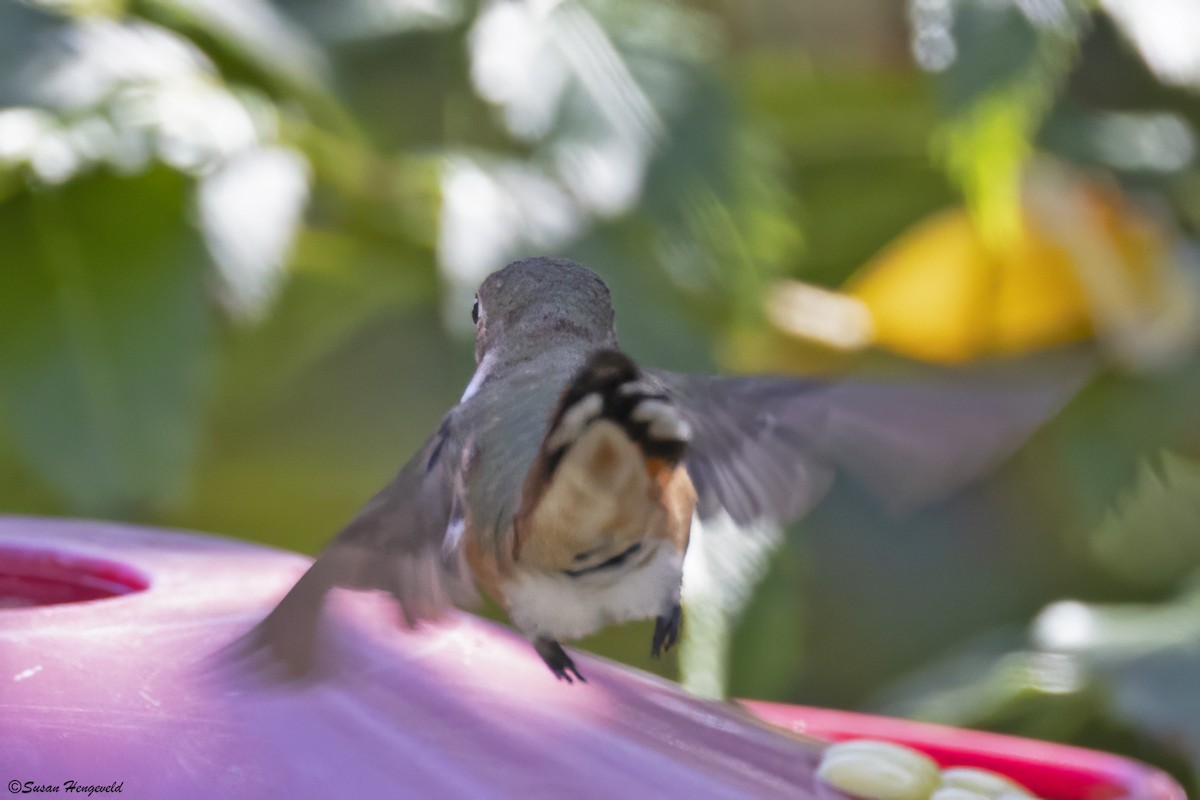 Rufous Hummingbird - Jim Hengeveld