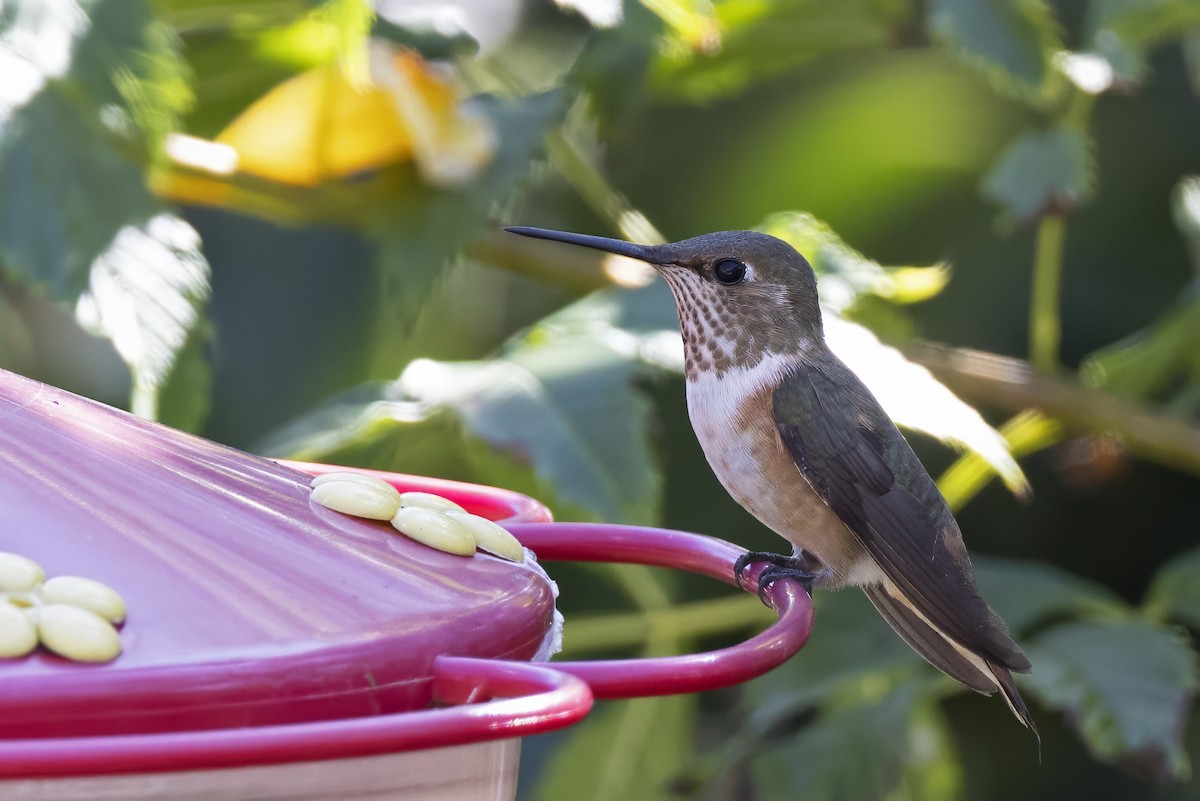 Rufous Hummingbird - ML611407419