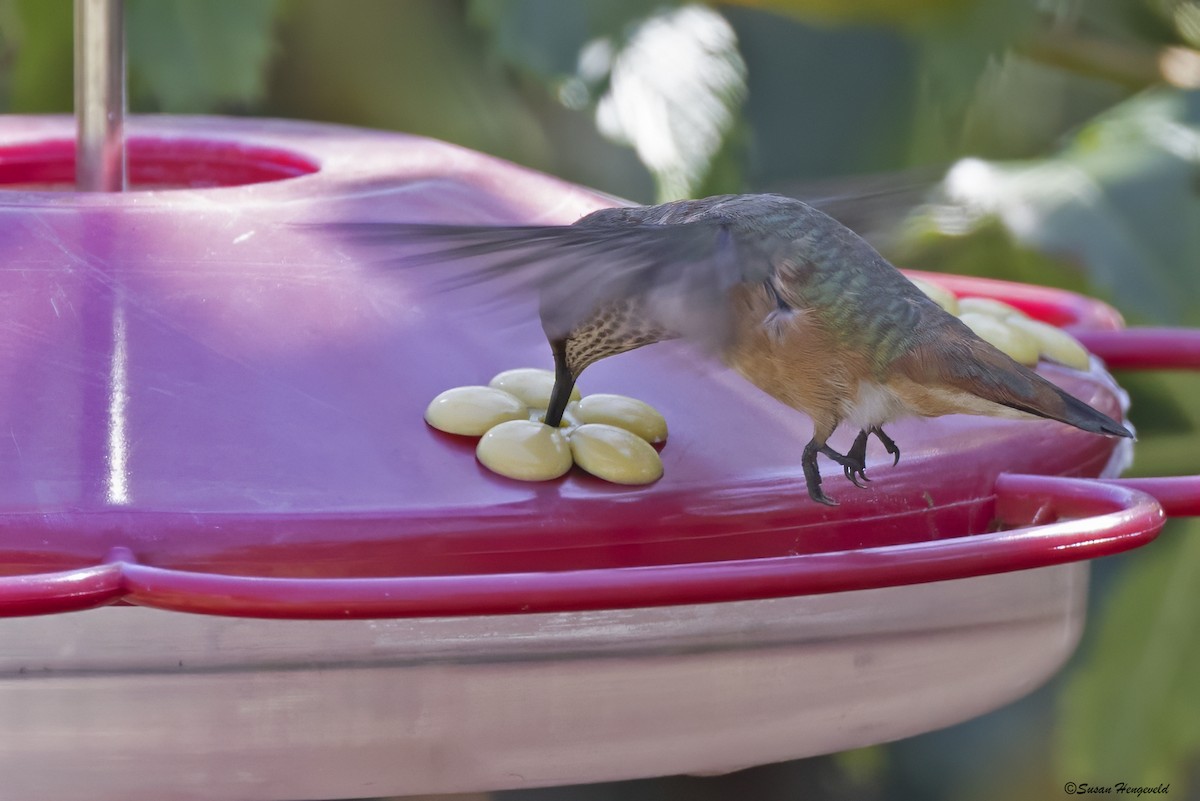 Rufous Hummingbird - Jim Hengeveld